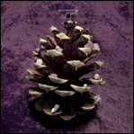 Peace Tree Pine Cone